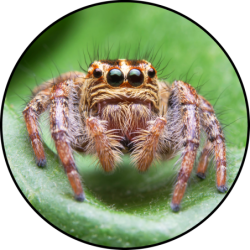 Pająk Skakun Bluza dziecięca z kapturem 290g