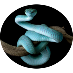 Niebieski wąż na gałęzi Bluza dziecięca z kapturem 290g