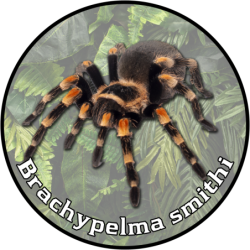 Ptasznik czerwonokolanowy Bluza dziecięca z kapturem 290g